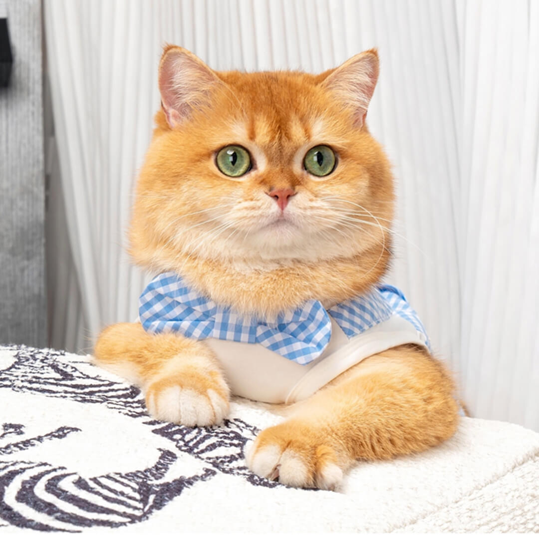 Cat in Blue Check Vest | MissyMoMo