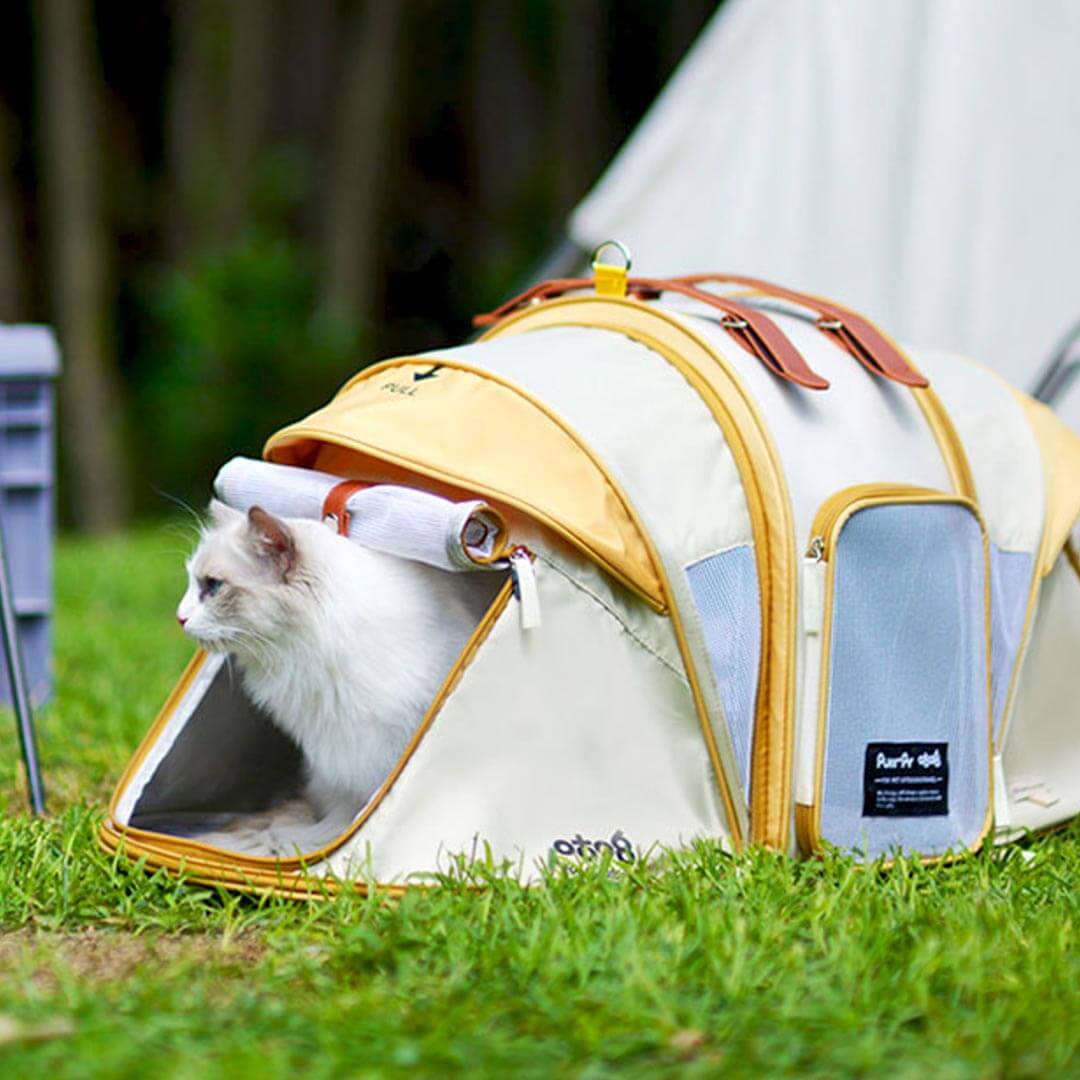 Cat Enjoying the Expandable Tent Feature | MissyM
