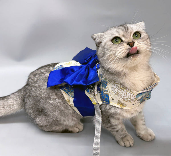 Beautiful Scottish Fold Cat