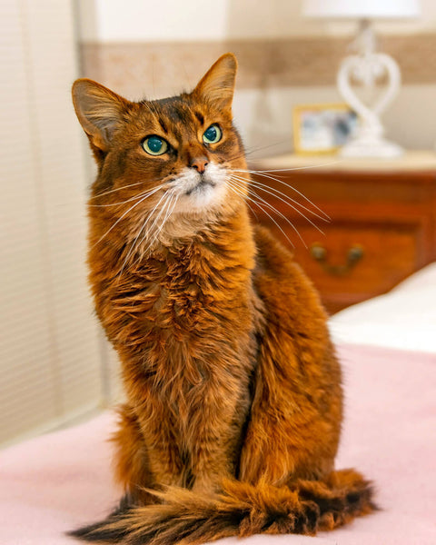 Beautiful Somali Cat