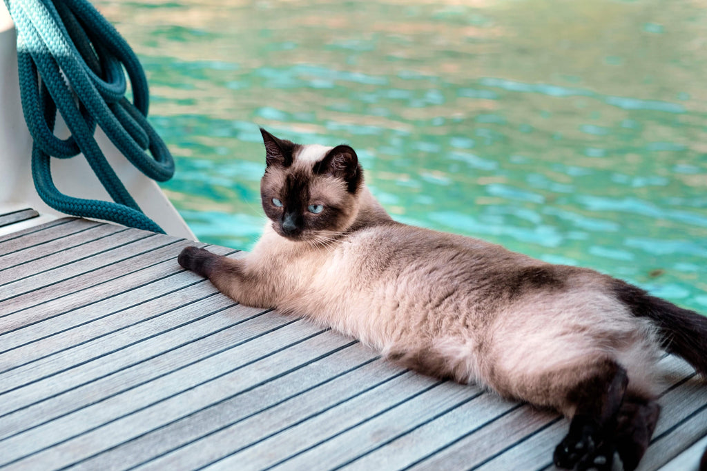 Sailing with Cats | MissyMoMo