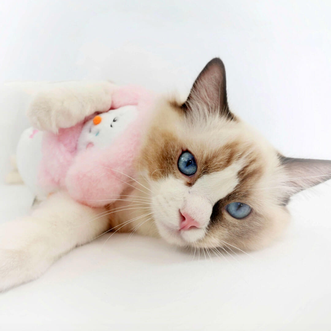 Cat with Snowman Catnip Toy | Cute Toy for Cats | MissyMoMo