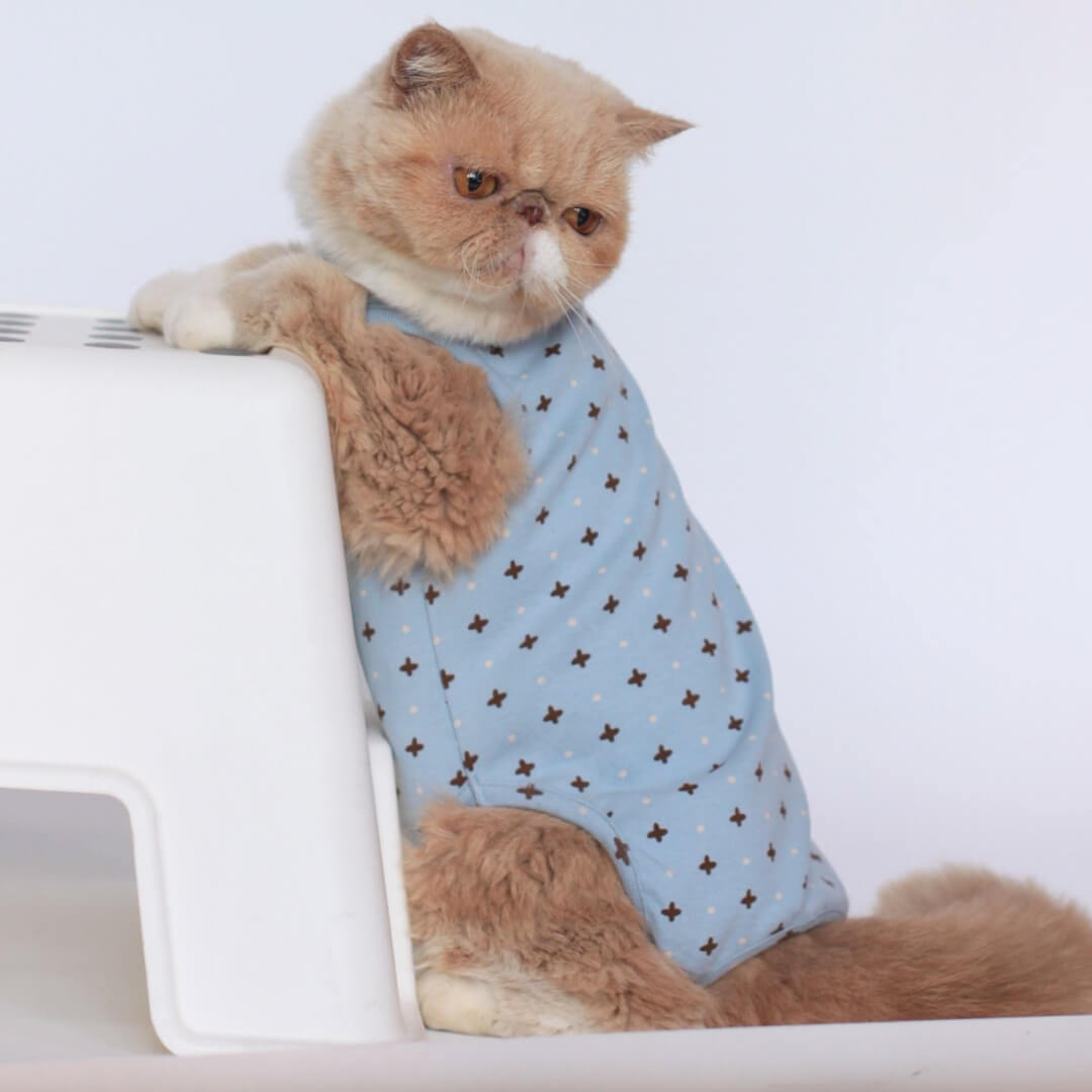 Cat in Stylish Blue Dungarees | MissyMoMo