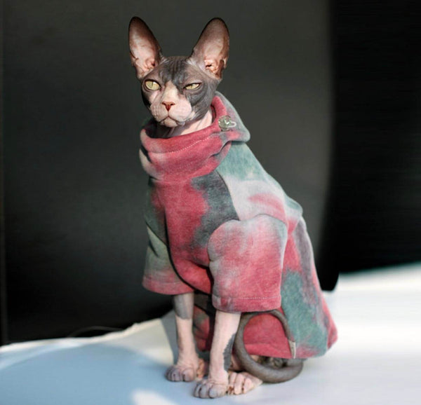 Beautiful Sphynx Cat