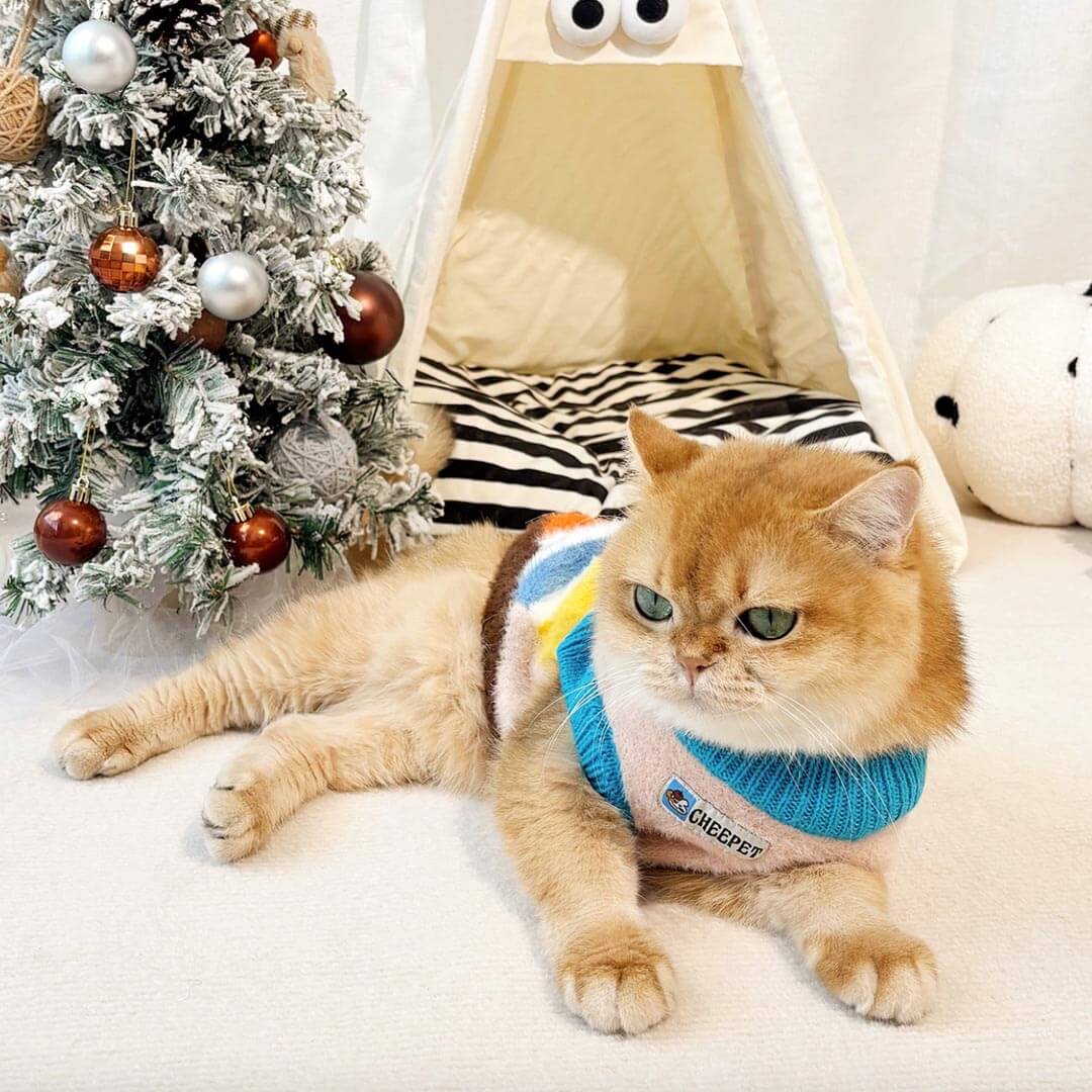 Cat Wearing Colorful Stripe Cat Sweater | Knit Cat Clothing | MissyMoMo