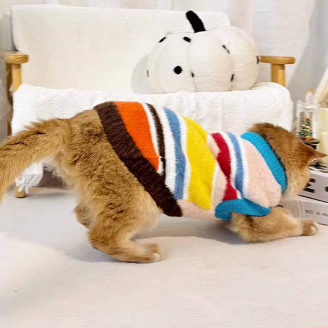 Cat Wearing Rainbow Stripe Sweater | Colorful Cat Apparel | MissyMoMo