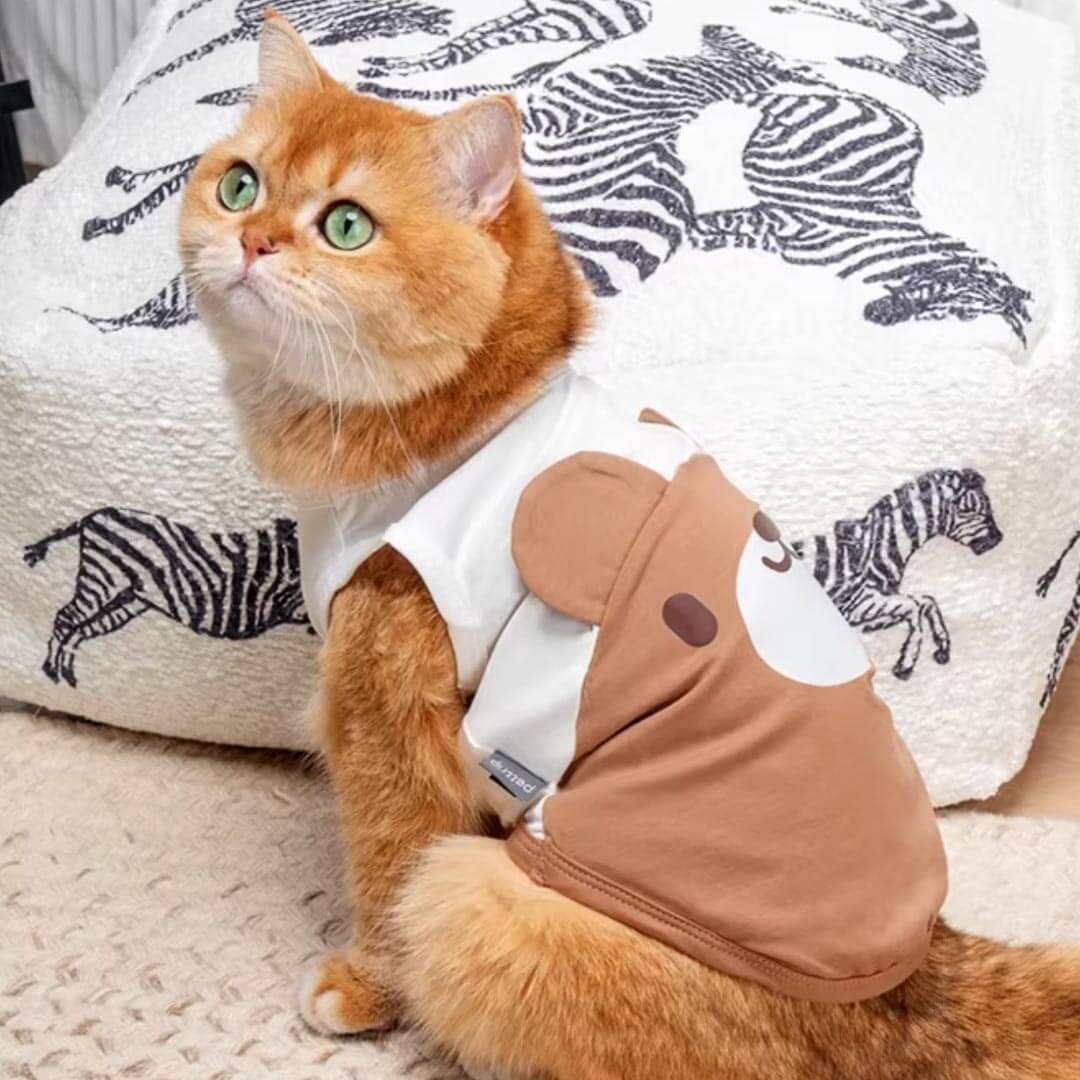 Brown Teddy Bear Cat Vest On Cat Sitting Indoors | Adorable Cat Clothes | MissyMoMo