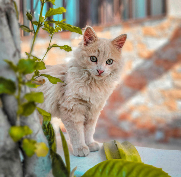 Beautiful Turkish Angora Cat