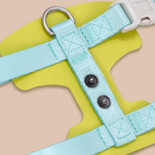 Load image into Gallery viewer, Turquoise H-Style Cat Harness | MissyMoMo
