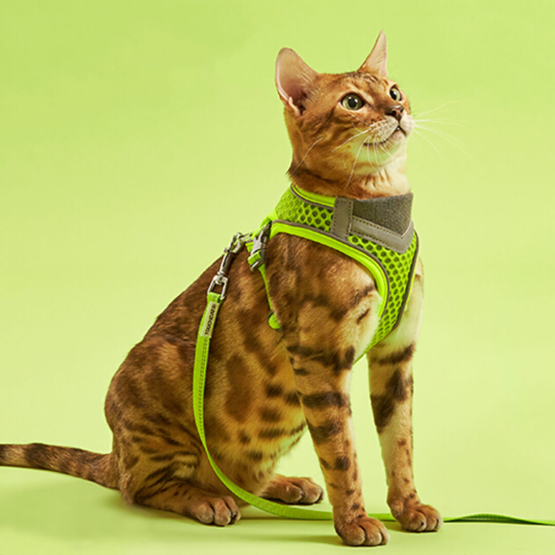 Cat in Neon Green Mesh Cat Vest Harness and Leash | MissyMoMo