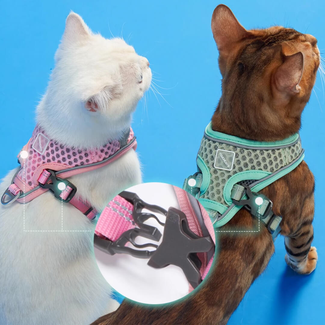 Cats in Mesh Cat Vest Harnesses | MissyMoMo