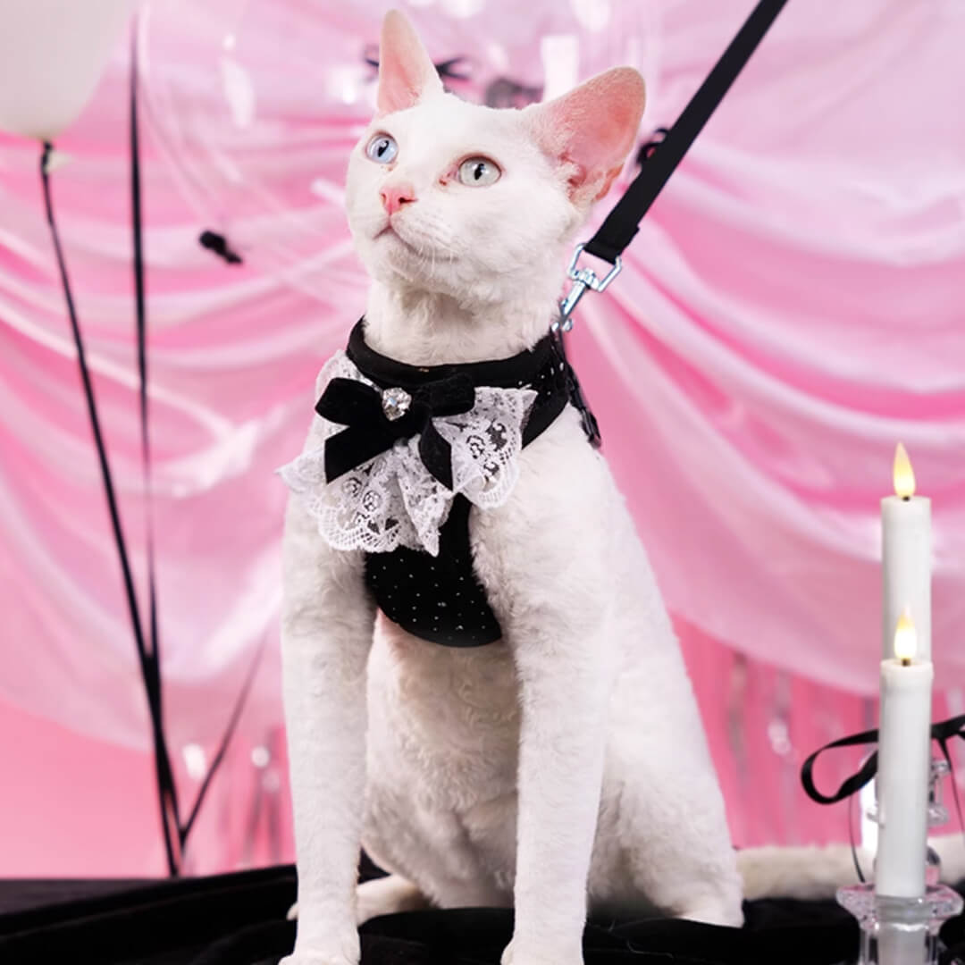 Devon Rex in Black Sparkle Cat Vest Harness | MissyMoMo