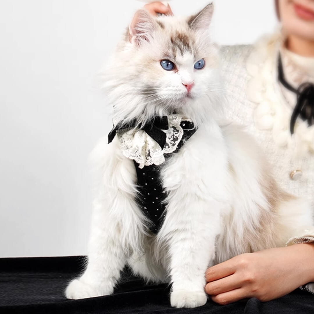 Ragdoll in Black Sparkle Cat Vest Harness | MissyMoMo