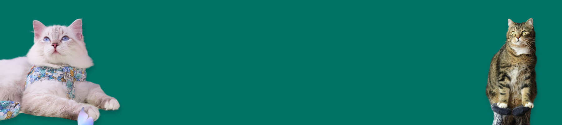 MissyMoMo Travel Cat Harness Collection