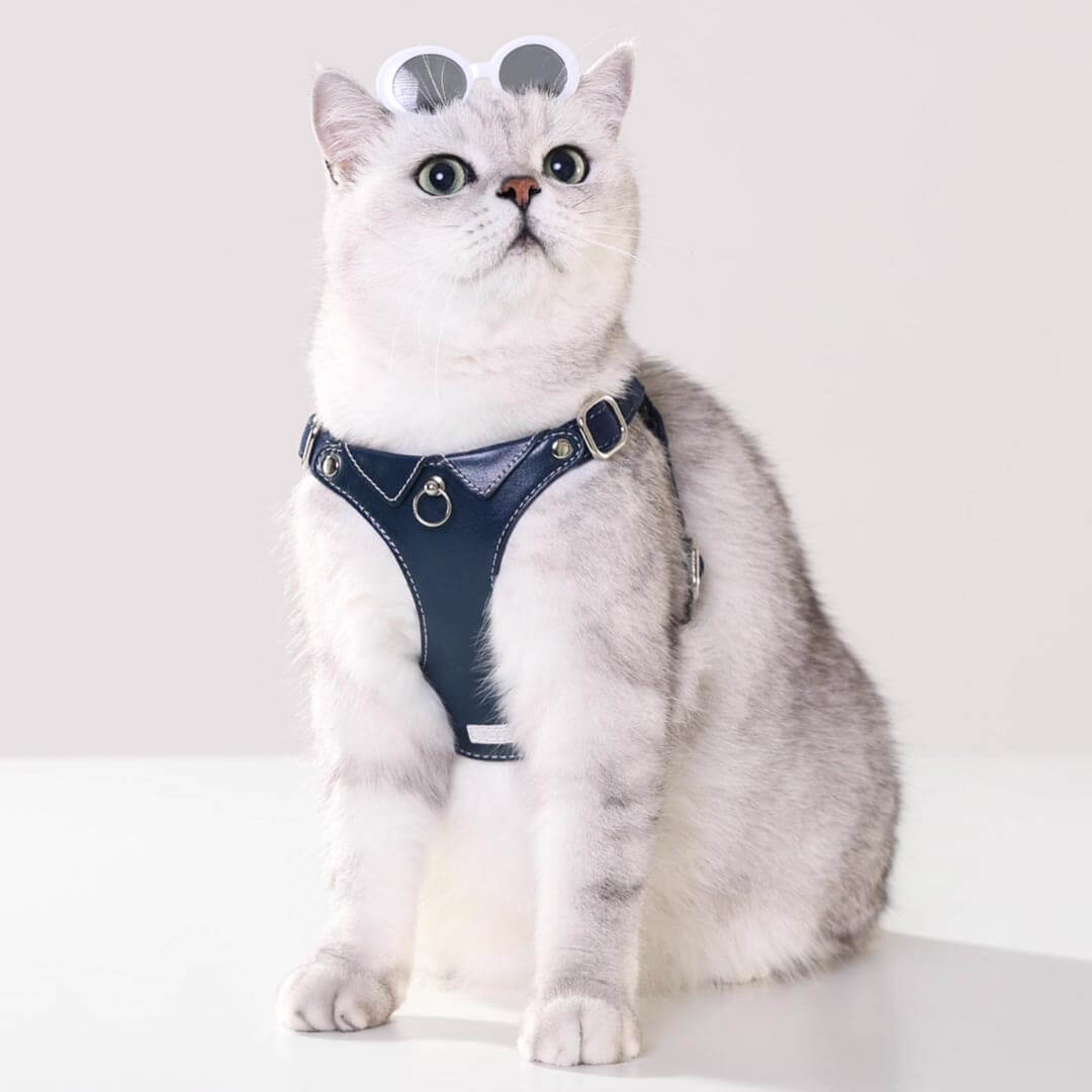 Cat in Stylish Blue Leather Cat Harness | MissyMoMo