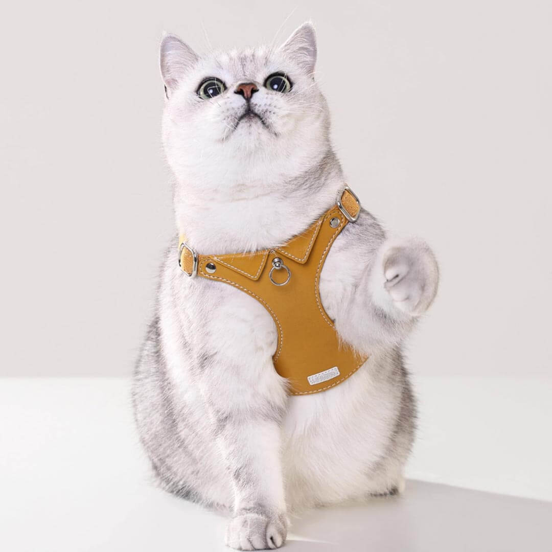 Cat in Stylish Yellow Leather Cat Harness | MissyMoMo