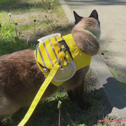 Siamese Cat Wearing Honeybee Cat Harness Walking Outdoors | MissyMoMo