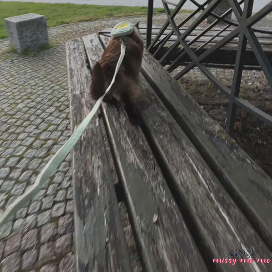 Siamese Cat Walking With Milo Cat Harness And Leash | MissyMoMo