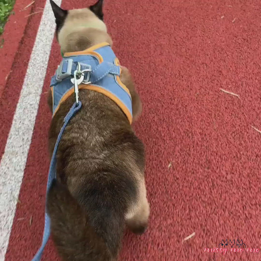 Siamese Cat Wearing Mochi Cat Harness in Blue and Orange, Walking Outdoors | MissyMoMo