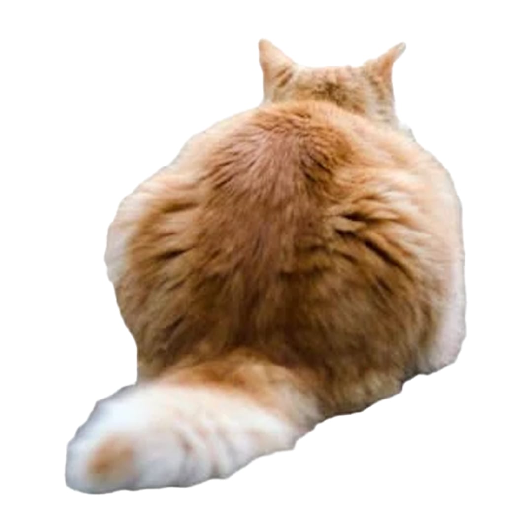 MissyMoMo end of collection