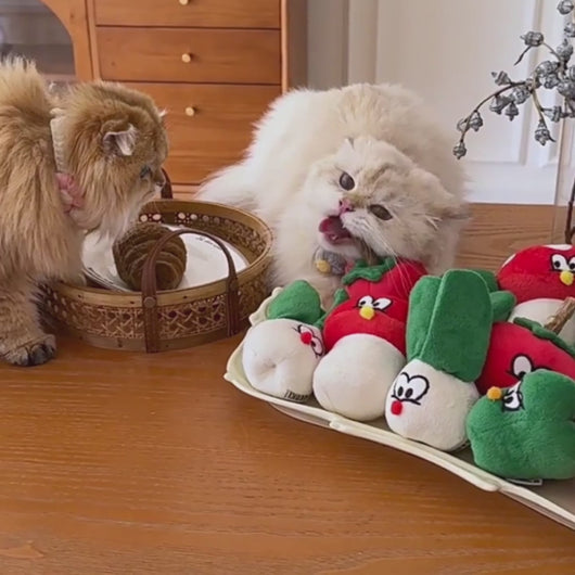 Cats Playing with Veggie Plush Catnip Toys | MissyMoMo