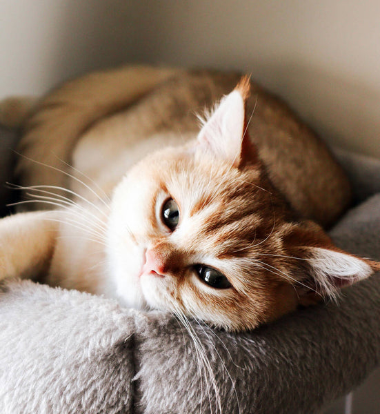 Helping Depressed Cats