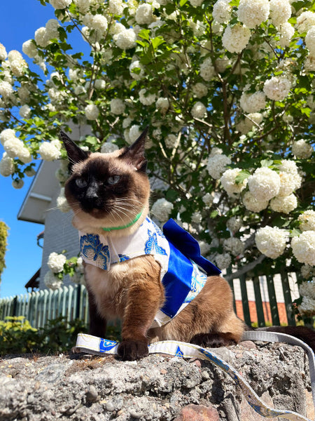 Cat on a Harness | MissyMoMo