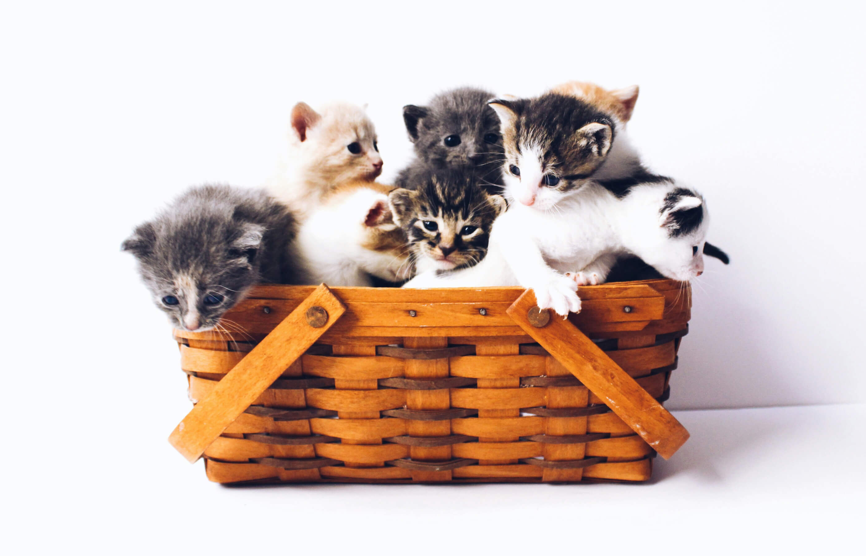 Cat Personalities by Color