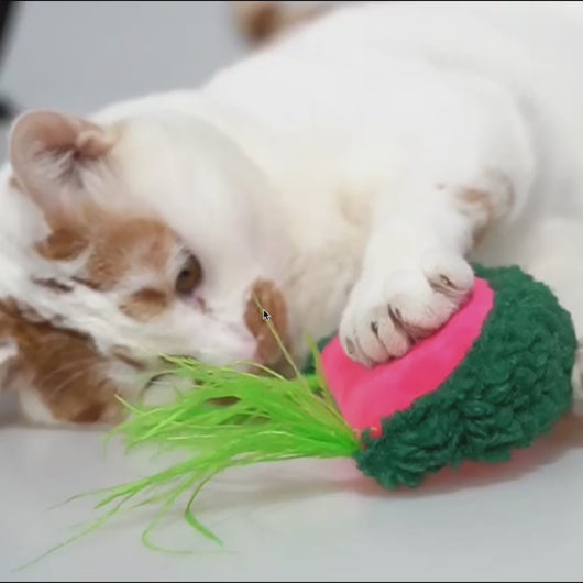 Watermelon Catnip Toy | Cat Toys for Boredom | MissyMoMo