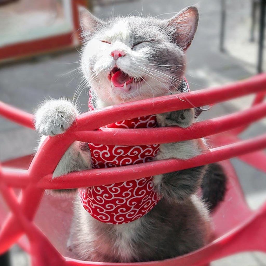 Cat in Fuku Cat Harness in Red Waves Pattern | MissyMoMo