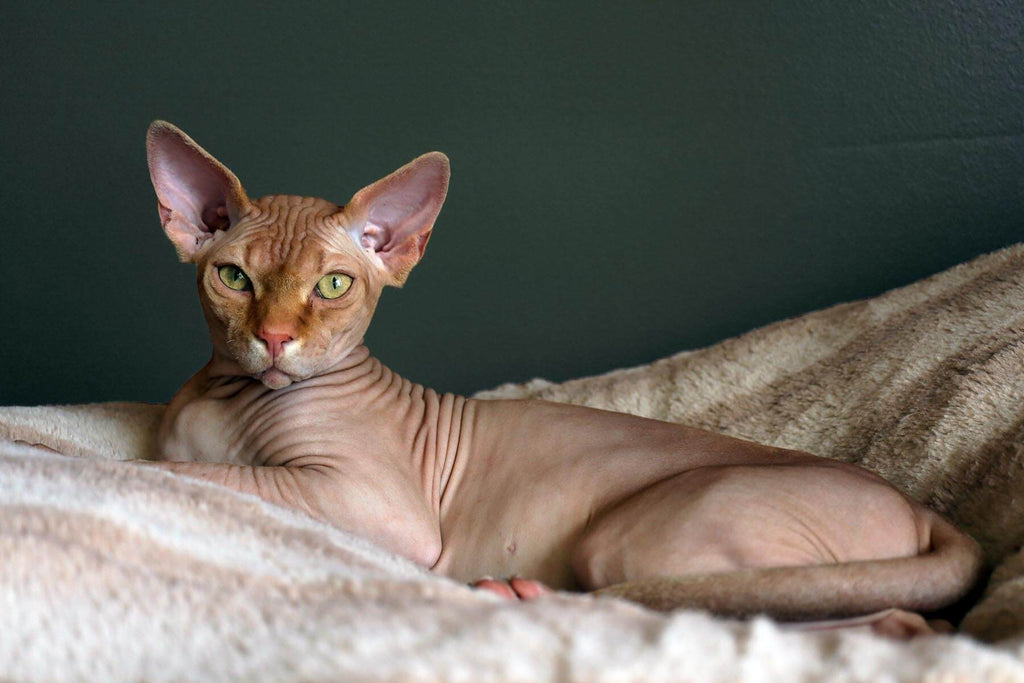 Hairless Sphynx Cat | MissyMoMo