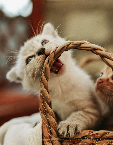 Kitten Biting Basket