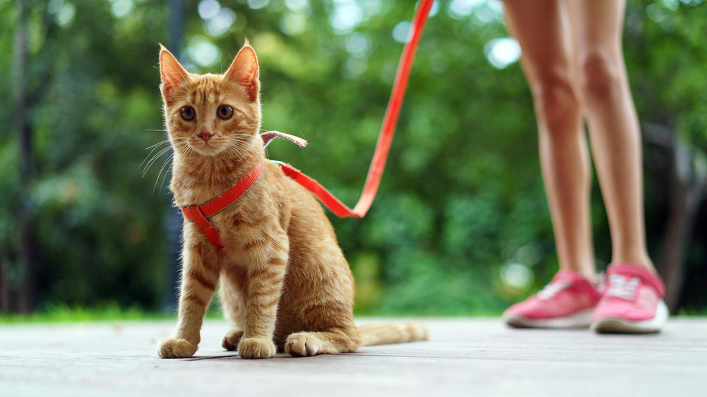Leash Training Cats | MissyMoMo