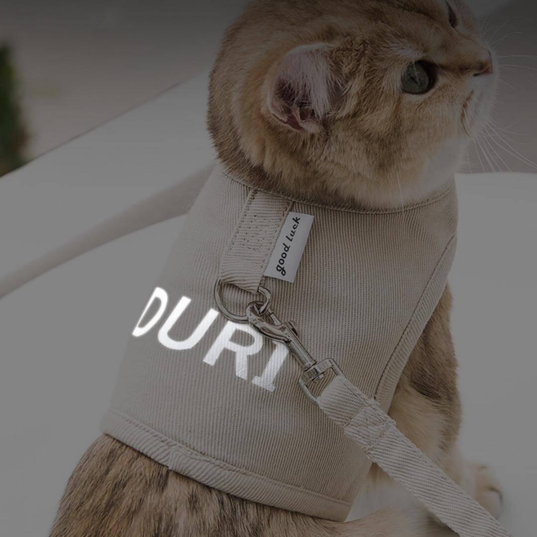 Cat in Loki Cat Harness with Reflective Letters, Night-Time View | MissyMoMo