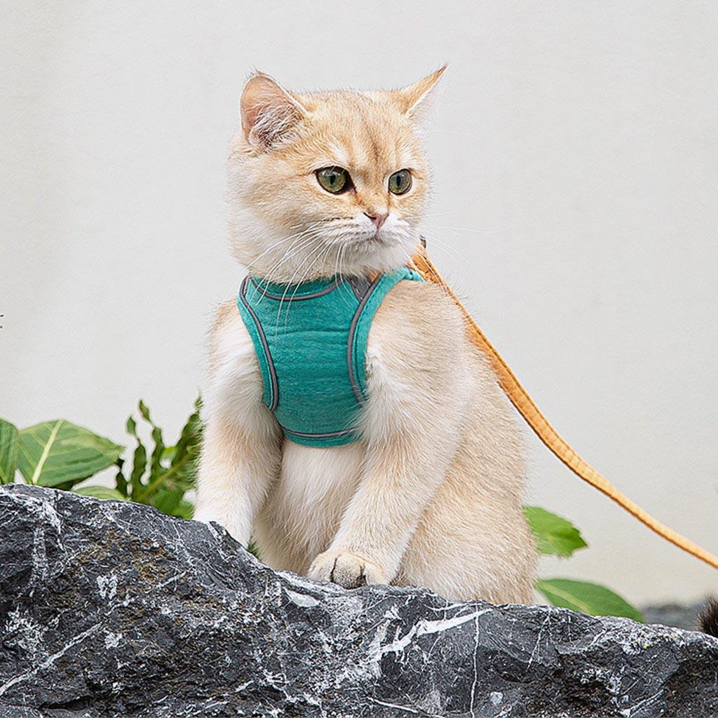 Cat Sitting in Mochi Cat Harness | MissyMoMo